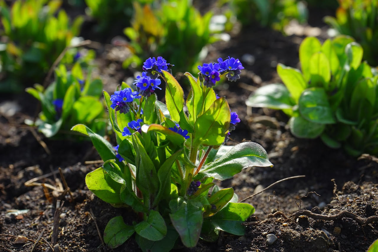 Non-ti-scordar-di-me: come coltivare il fiore azzurro più resistente