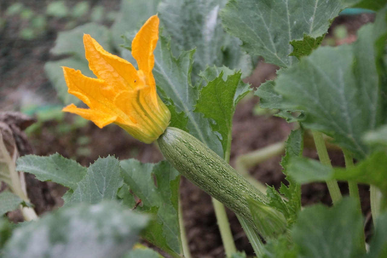 Zucca trombetta sul balcone: coltiva questa varietà antica per mesi
