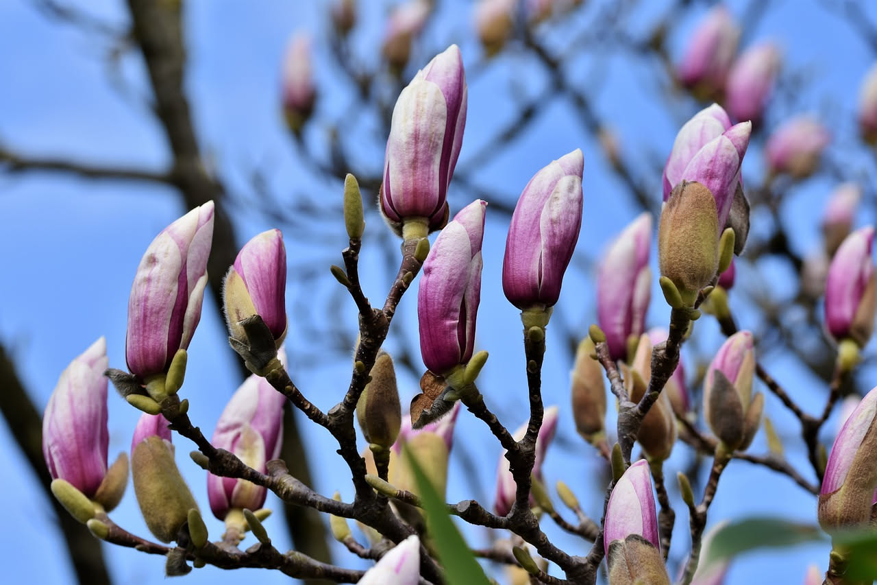 Il magnolio: quando la primavera sboccia senza foglie