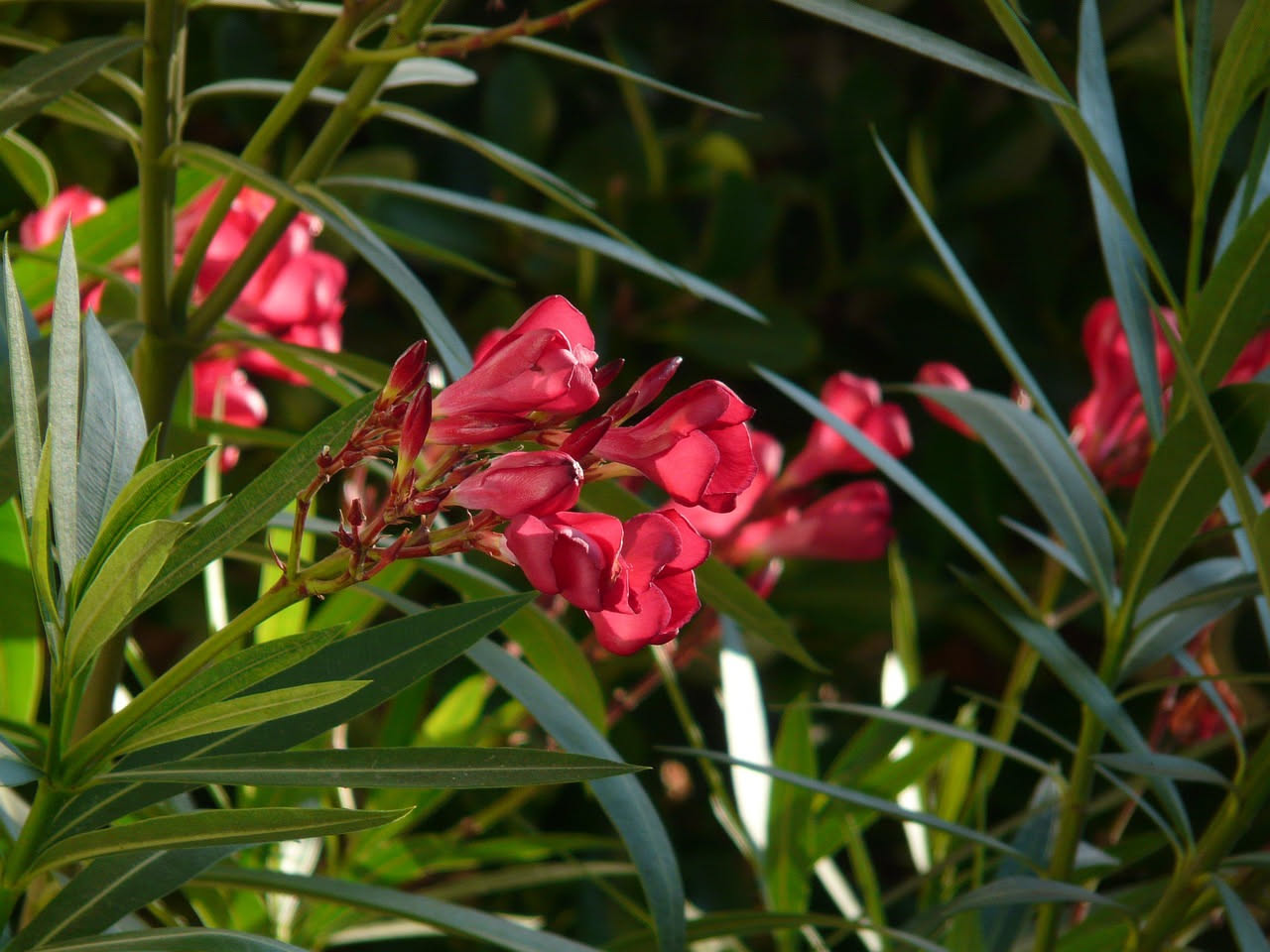 L'oleandro, il cespuglio che sfida il sole d'agosto in giardino