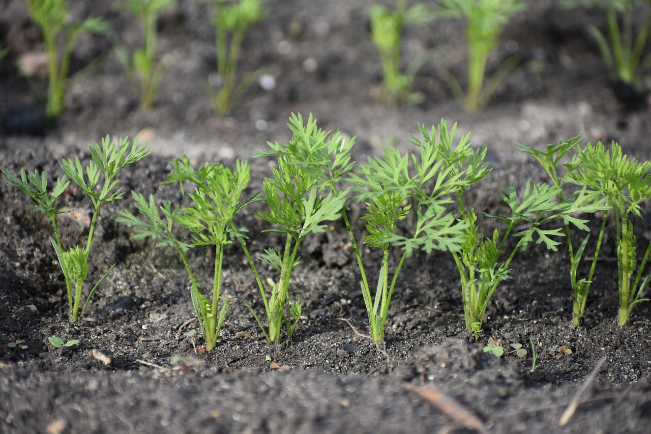 Carote in vaso: il trucco per coltivarle anche senza orto