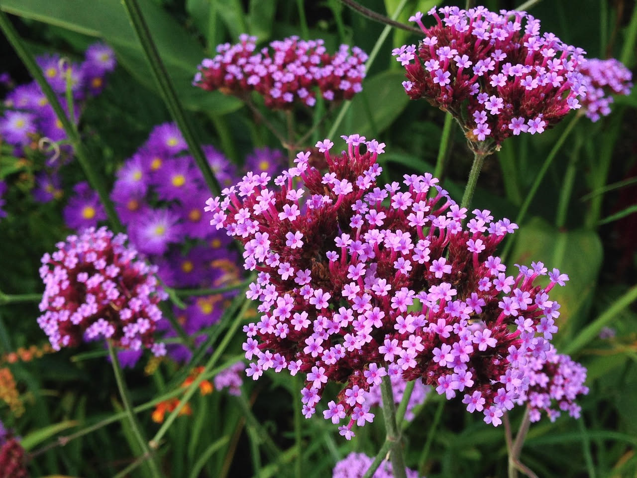 Verbena ricadente: come farla fiorire tutto l'estate al sole