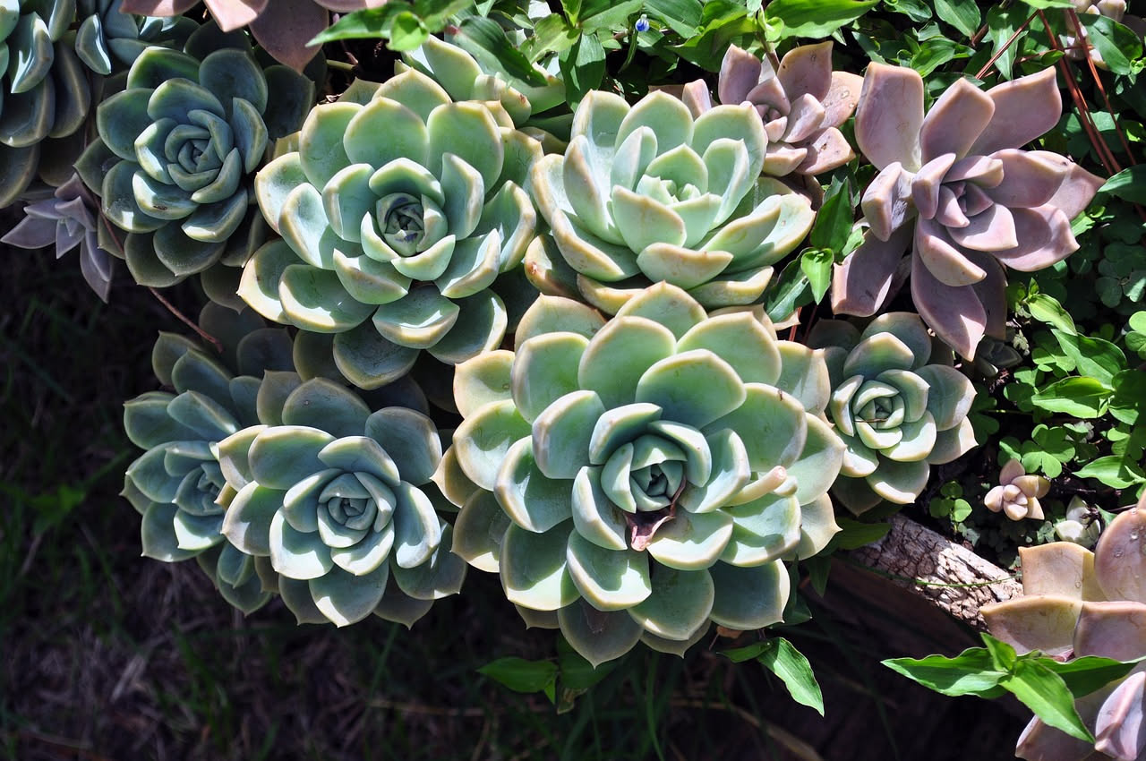 Echeveria: la pianta grassa a rosetta che cresce con poca acqua
