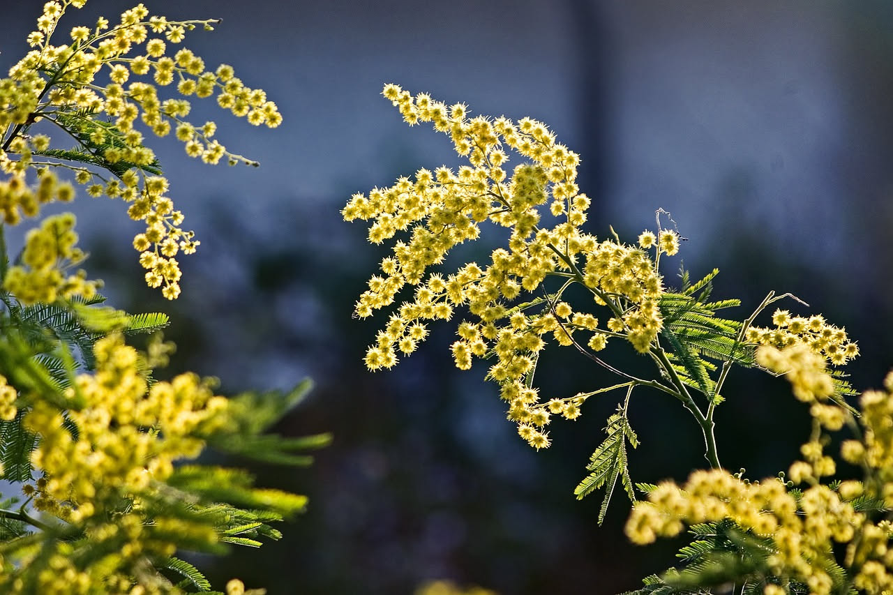 Acacia gialla in primavera: il profumo che annuncia il risveglio
