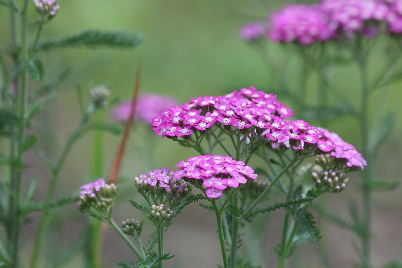 Achillea in giardino: il fiore campestre che torna di moda
