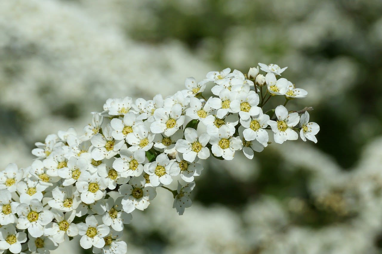Spirea bianca: l arbusto che trasforma il giardino in stanze fiorite