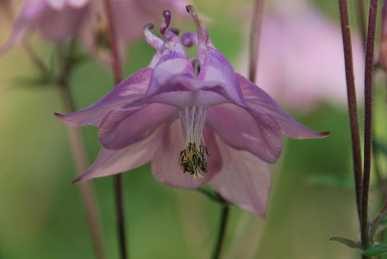 Aquilegia: da fiore selvatico a stella dei giardini cottage