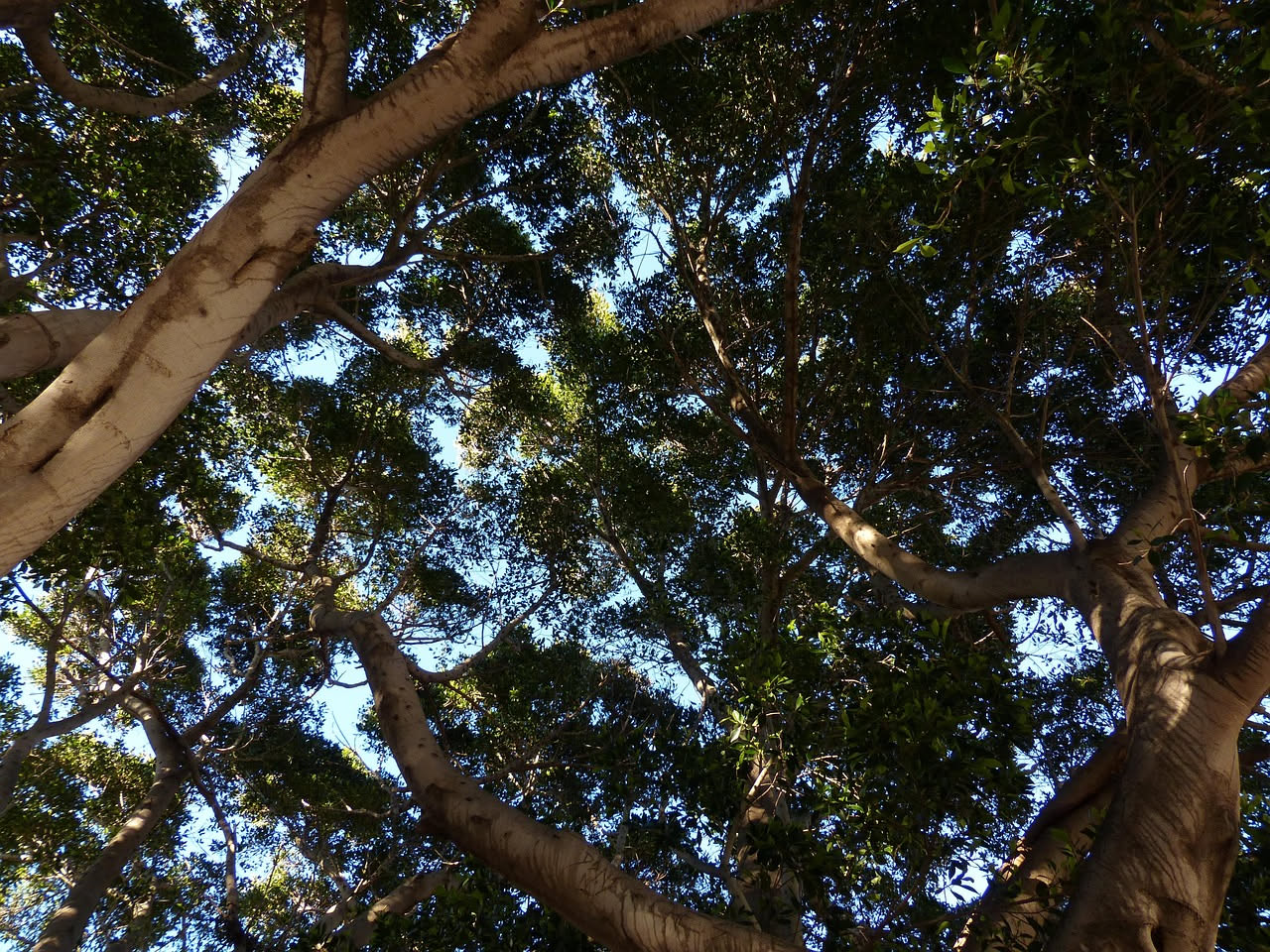 Ficus elastica: come farla crescere in altezza senza farla soffrire