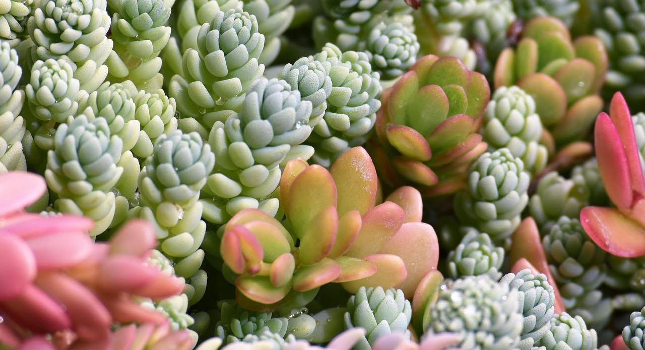 Sedum: la pianta grassa che trasforma i tetti in oasi verde sole