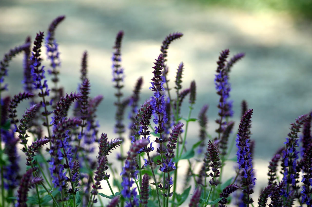Salvia violacea in bordura: come coltivare il fiore che ama il sole mediterraneo