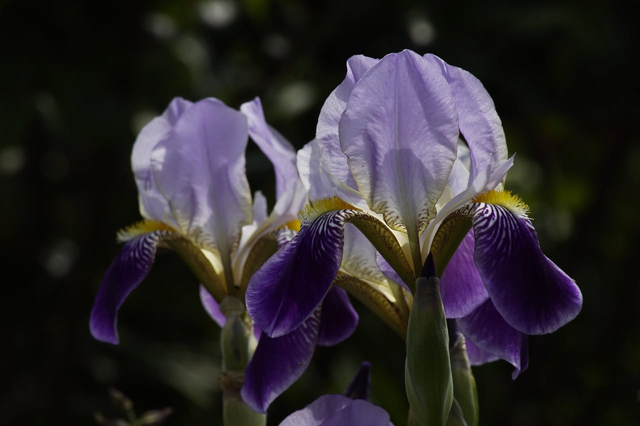 L'iris germanica torna nei giardini storici d'Italia: perché i maggio fiorisce ancora?