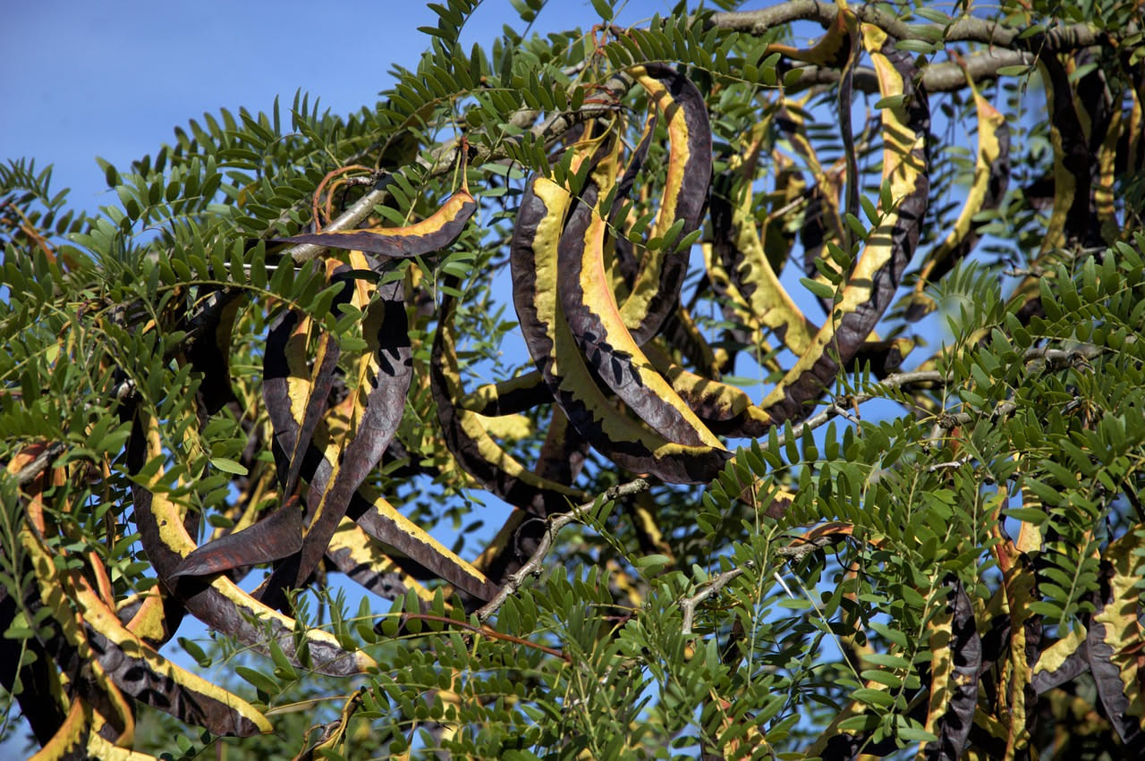 Carrubo siciliano: l'albero che sfama da mille anni il Mediterraneo