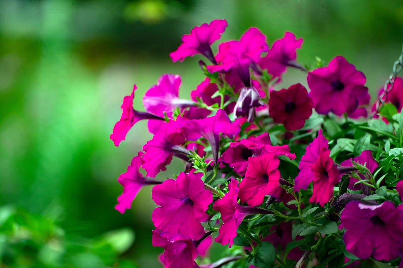Surfinie sul balcone: fioriture fino a settembre, la regola dei tre gesti
