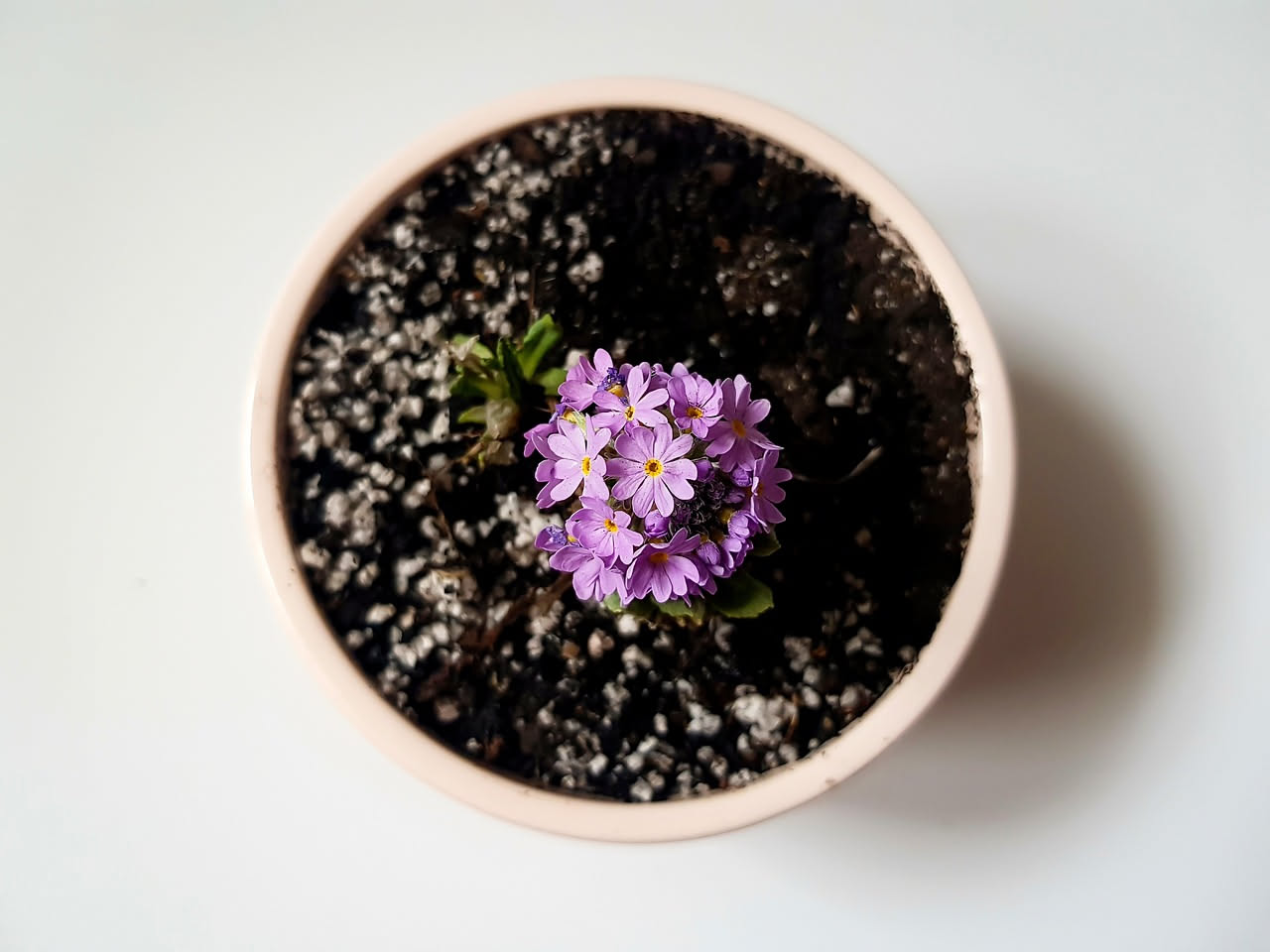 Il contenitore e il terriccio