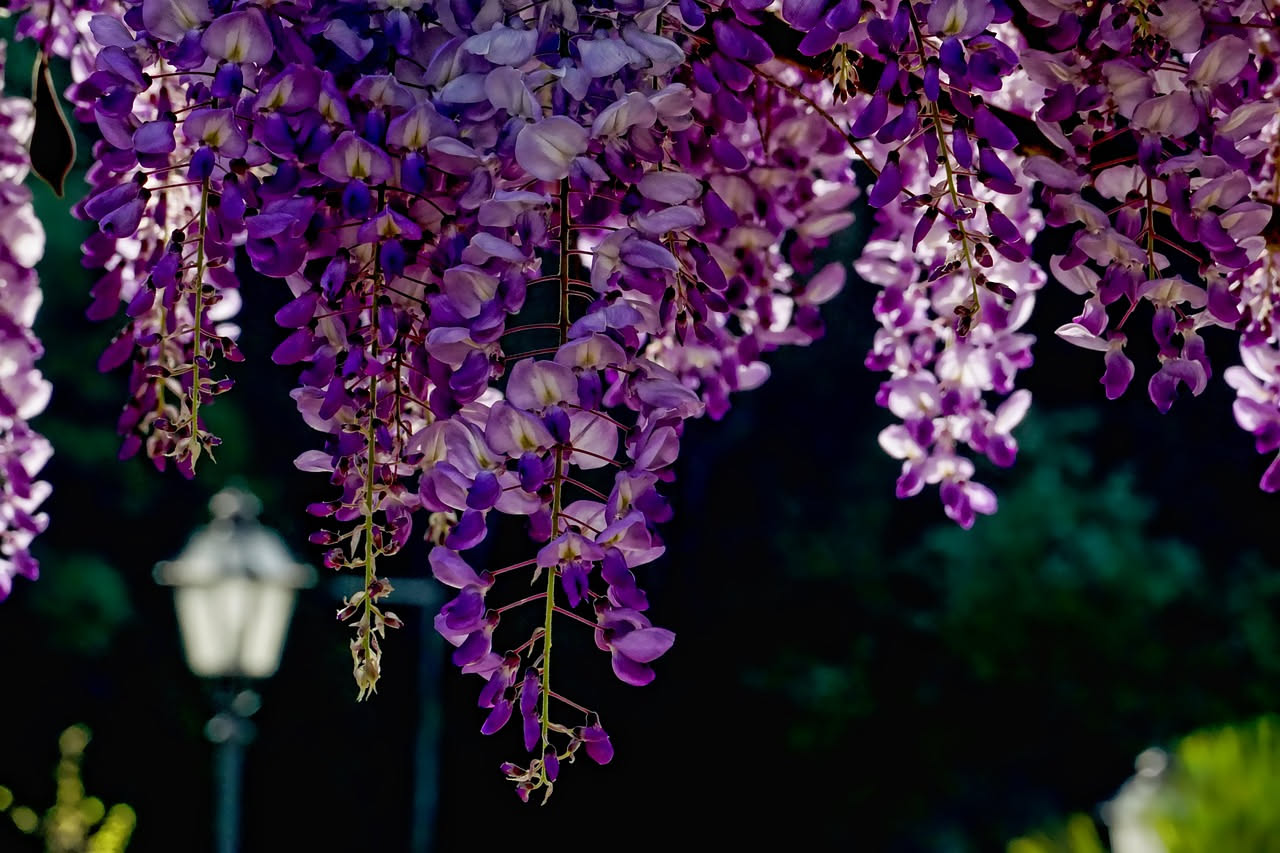 Wisteria sinensis: come il glicine cinese conquisto l'Europa