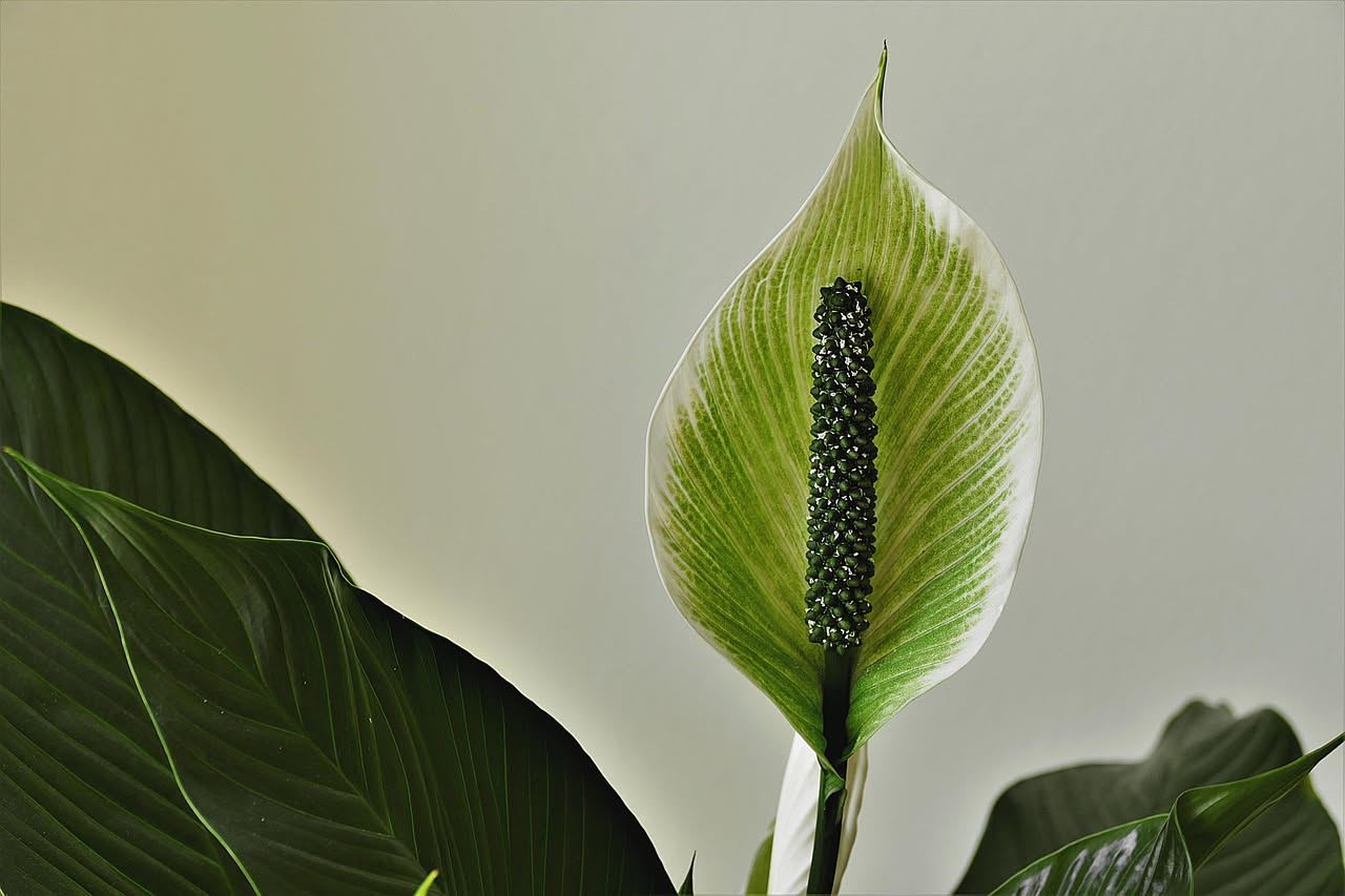 Spathiphyllum: quanta luce serve davvero alla pianta della pace