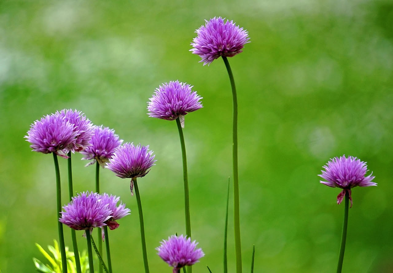 Cipolline da semina sul balcone: quando arriva davvero il raccolto