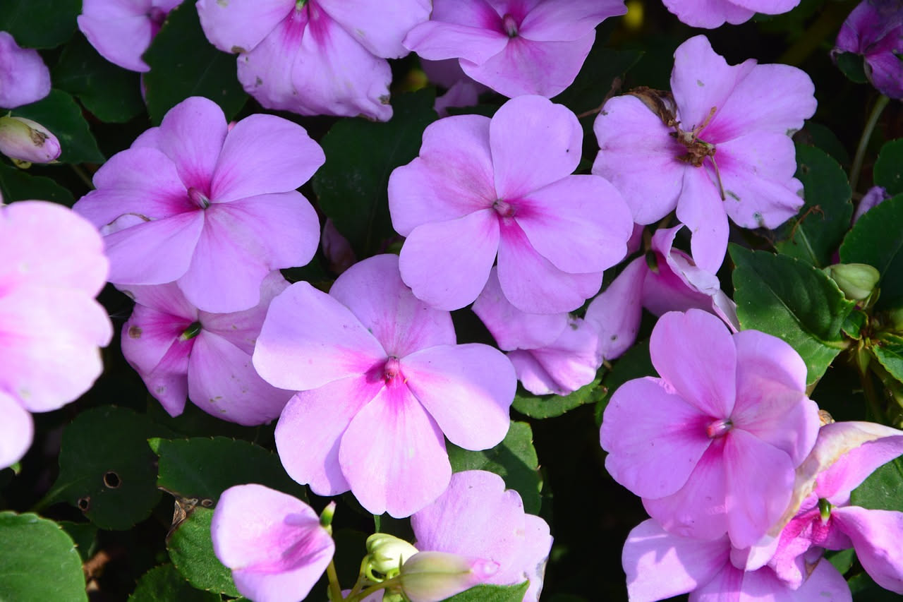 Sunpatiens al sole pieno: il fiore che non teme il caldo estivo
