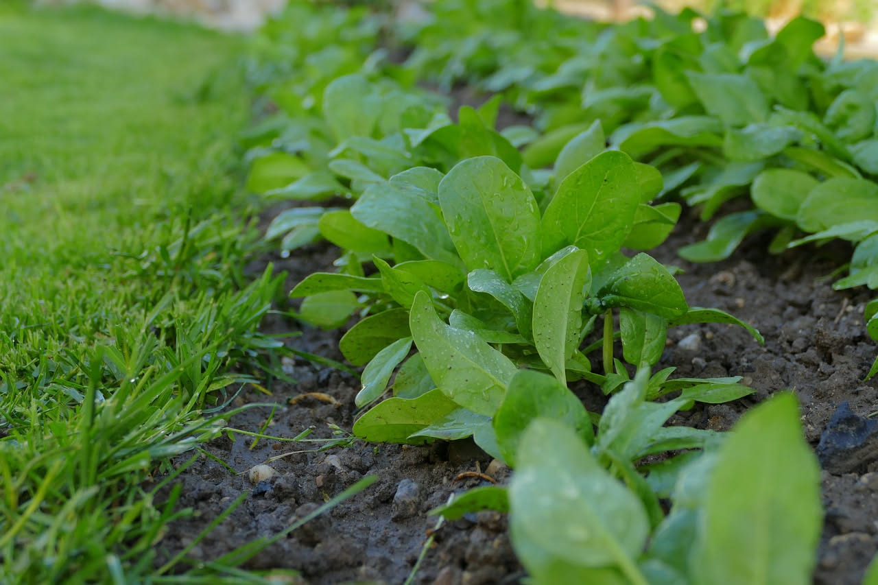 Spinaci in primavera: evitare la prefioritura sul balcone