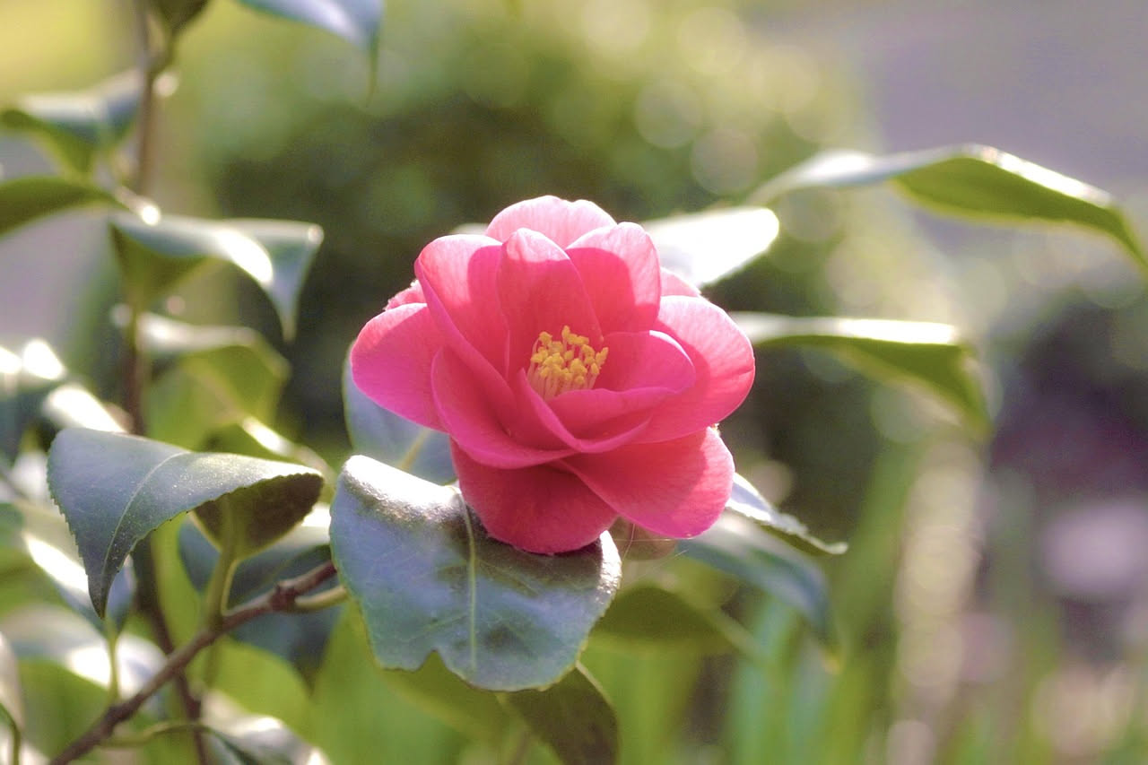 Camellia japonica: come la camelia asiatica conquisto la Toscana