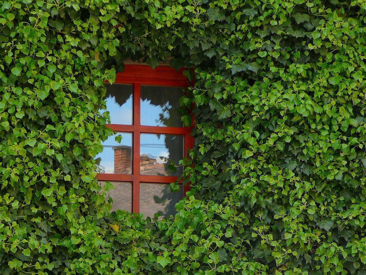 Edera sulle case toscane: come ricopre i muri dalla medioevo a oggi