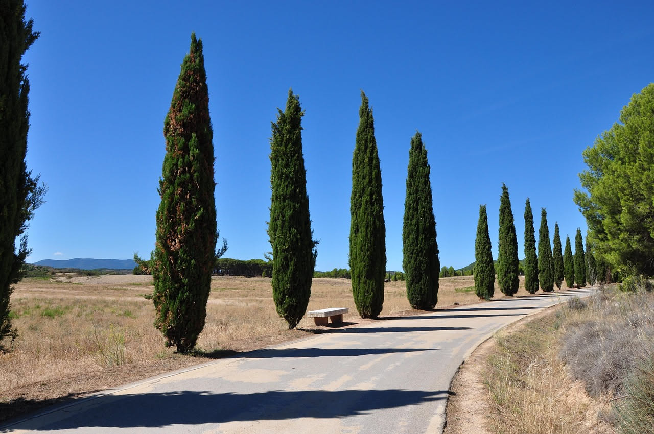 Il cipresso toscano: l'albero dei viali che racconta la storia delle ville