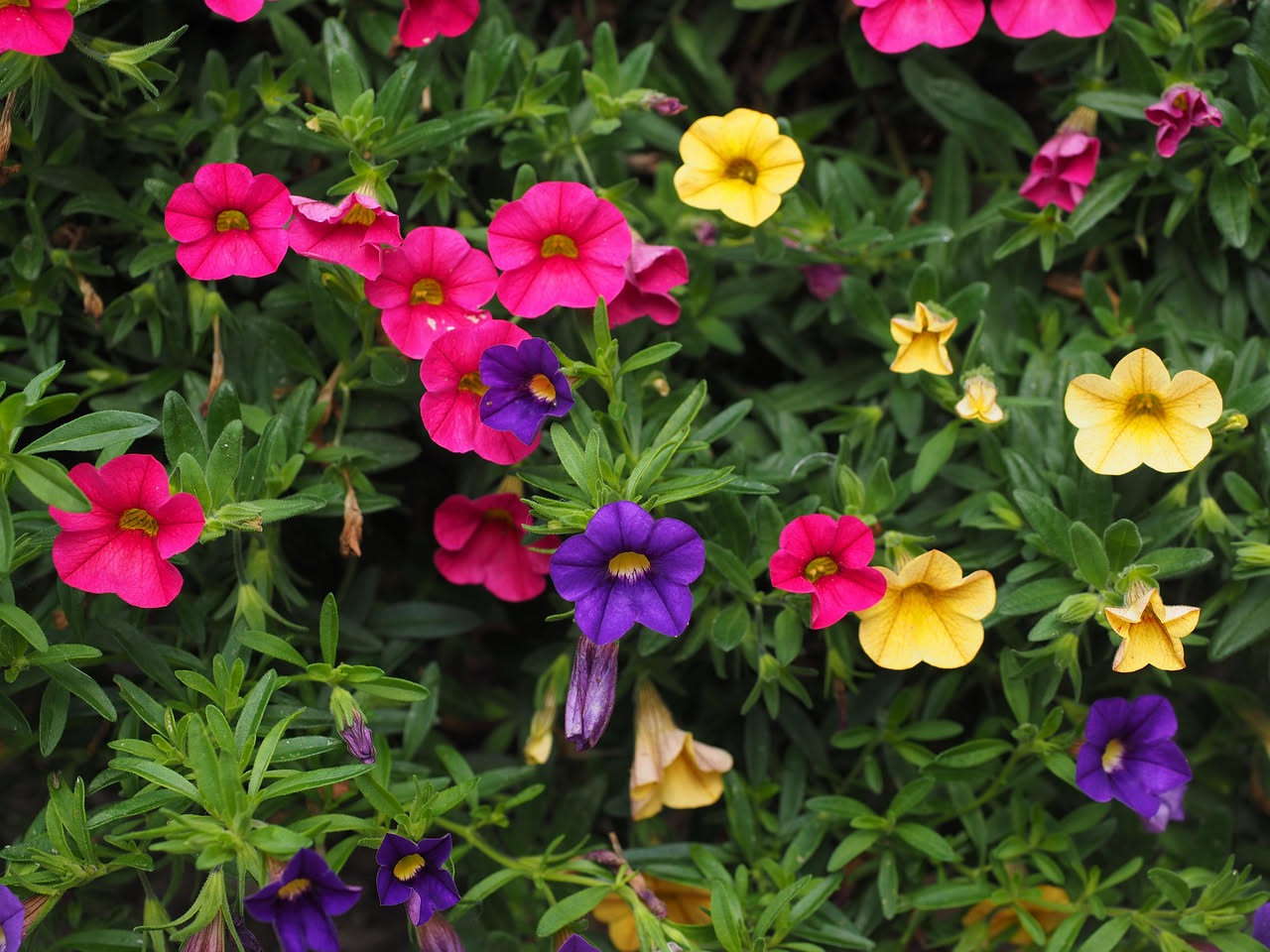 Calibrachoa Million Bells: petunie in miniatura per balconi fioriti