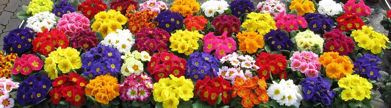 Colori disponibili e scelta della varietà