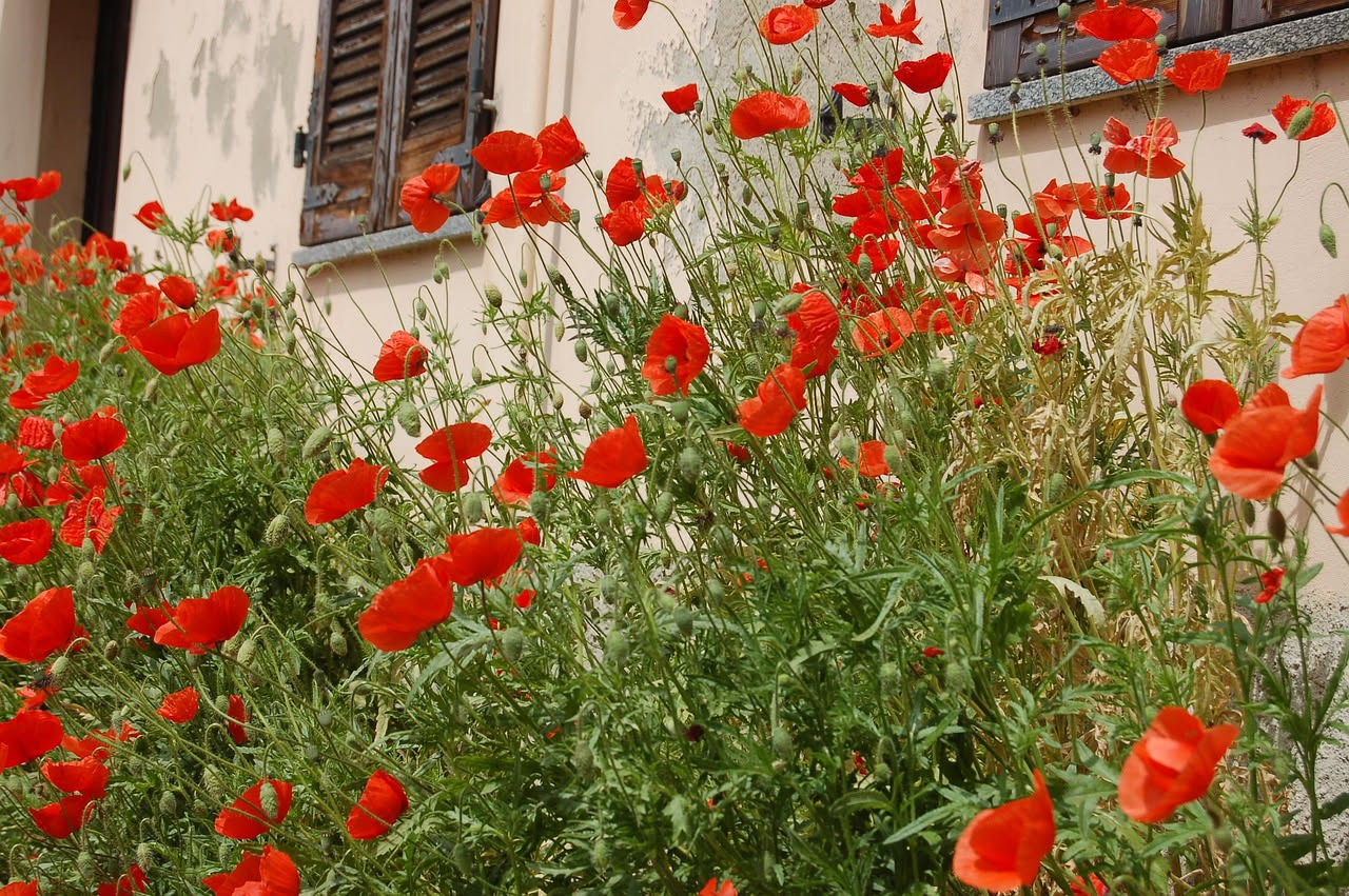 L'aria che respira la casa
