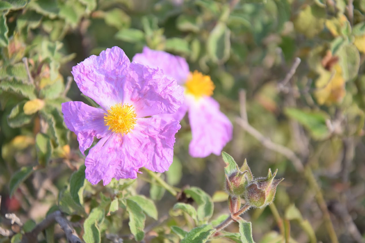 Cisto rosa selvatico: il fiore breve della macchia mediterranea