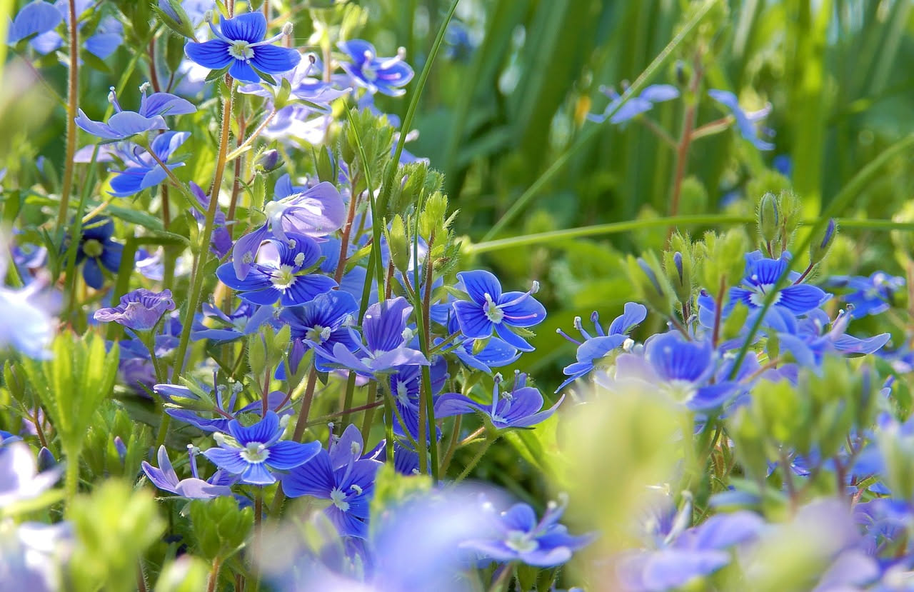 Lobelia ricadente: il fiore azzurro per cassette al sole filtrato