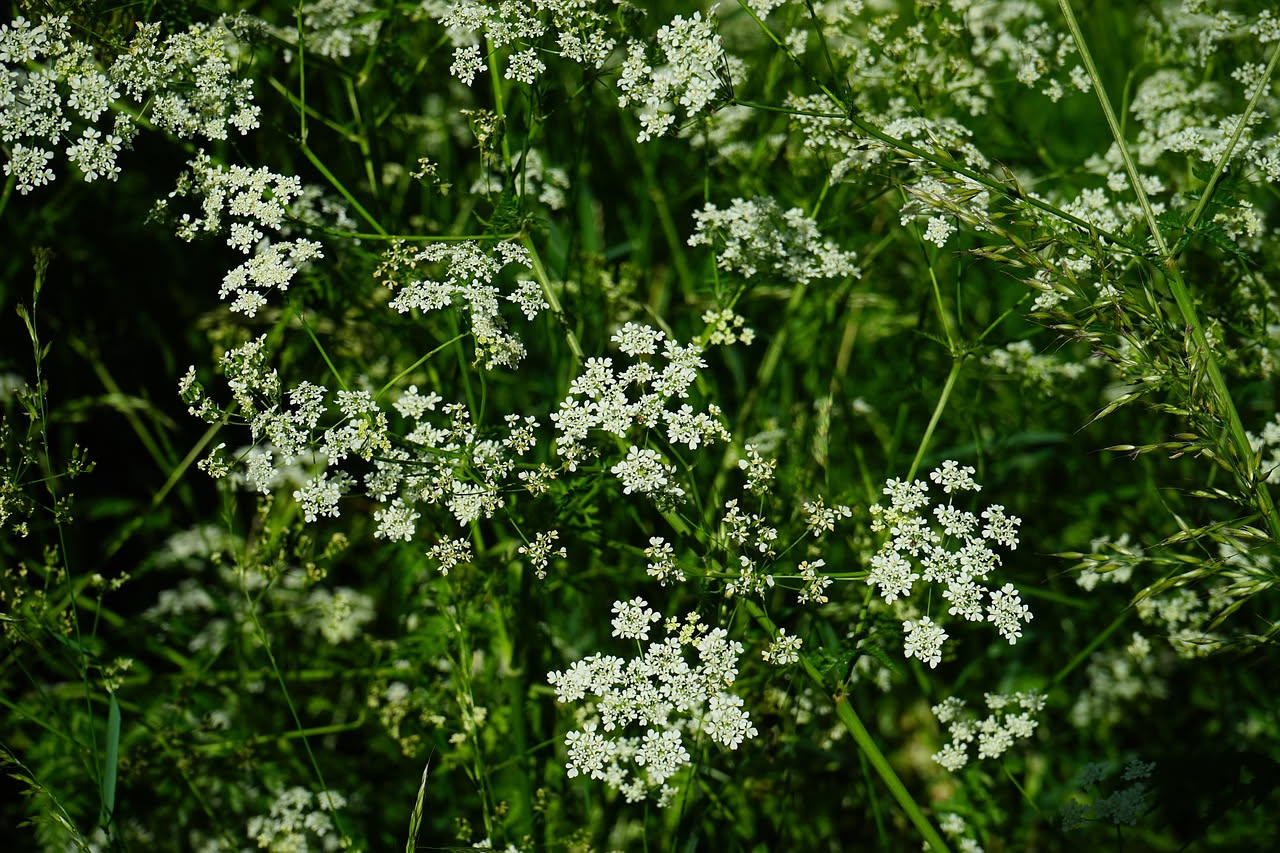 Coriandolo che fiorisce presto: come rallentare e raccogliere foglie