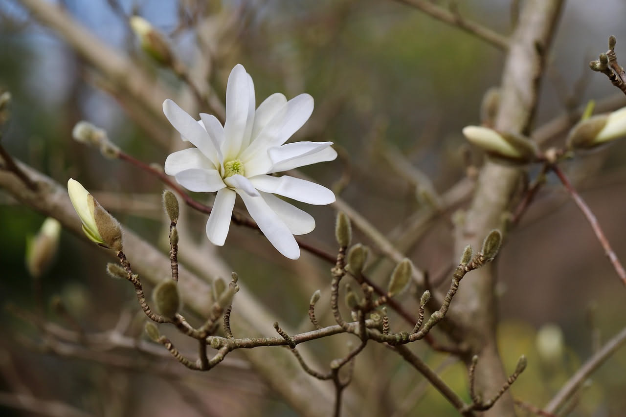 Magnolia stellata: il fiore stellato che incanta le ville liguri