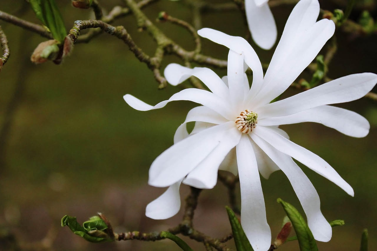 Come riconoscere la magnolia stellata
