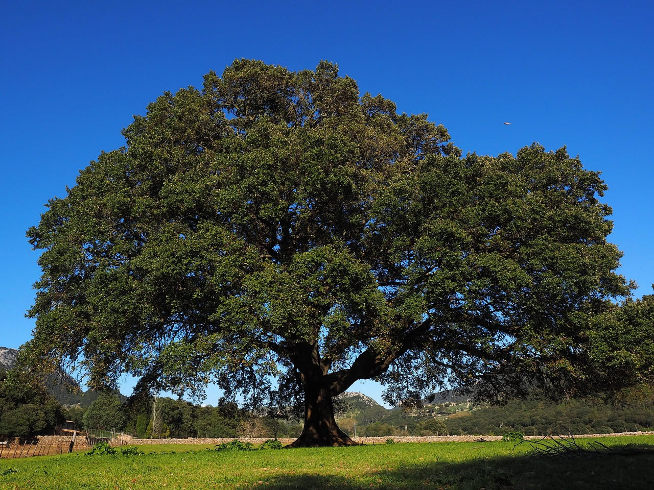 Botanica di una quercia che resiste