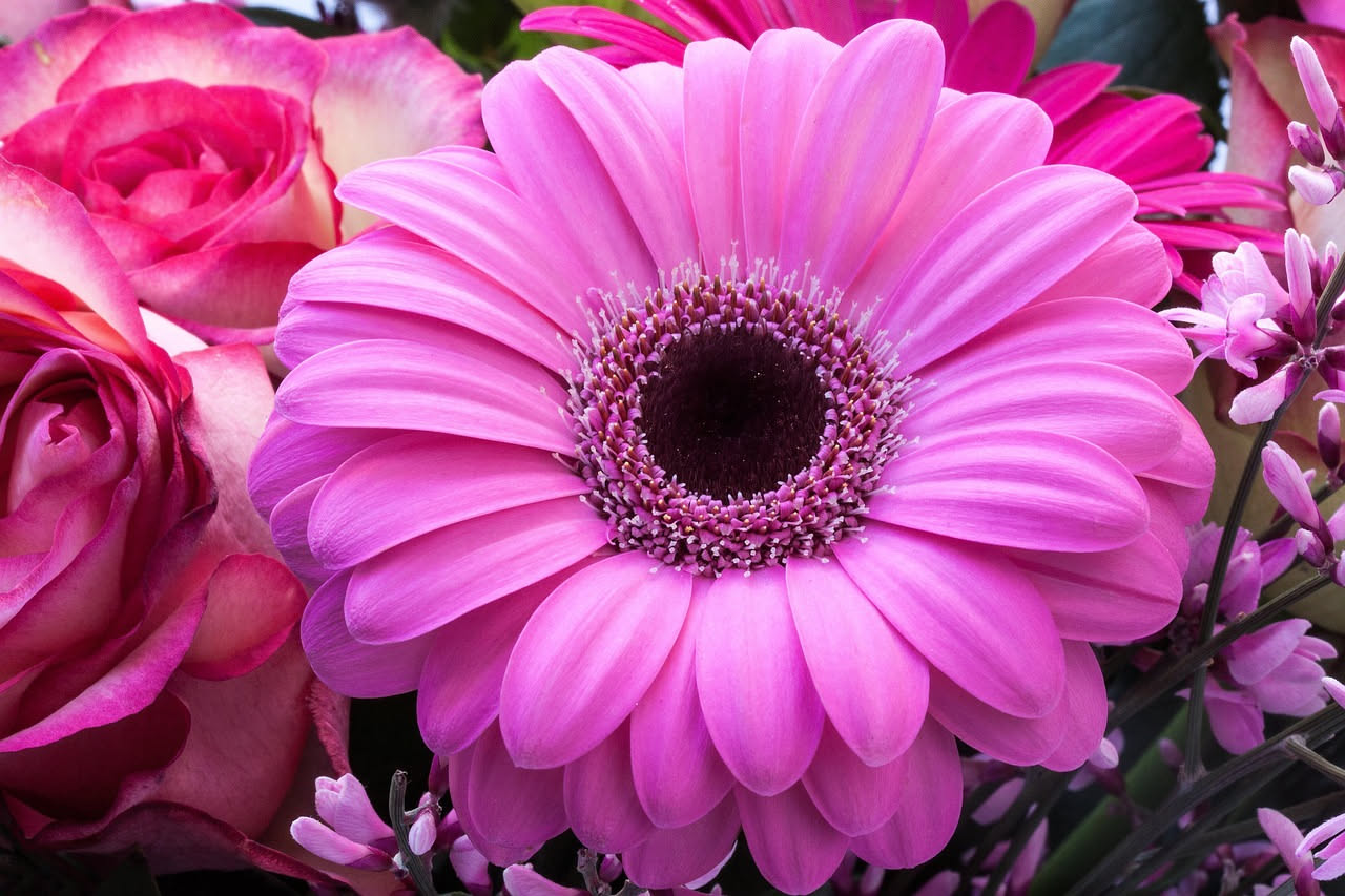 Gerbere in vaso: quanto durano veramente i fiori recisi