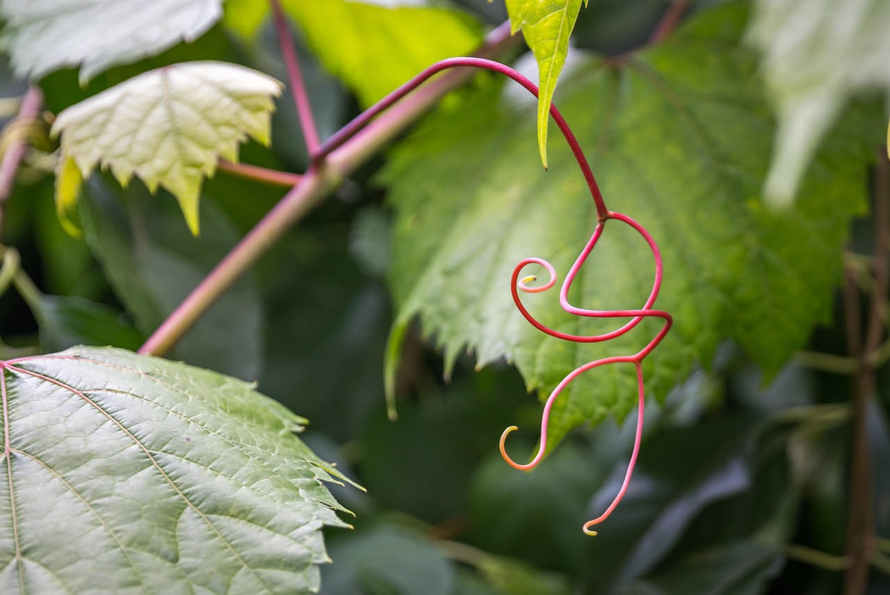 Viti decorative nei giardini italiani: il viaggio di una tradizione