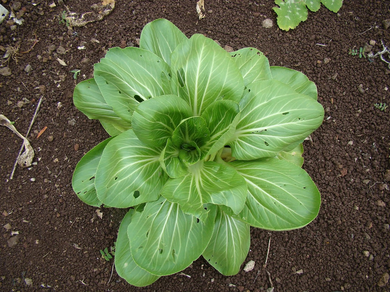 Pak choi sul balcone: la verdura che cresce in tre settimane
