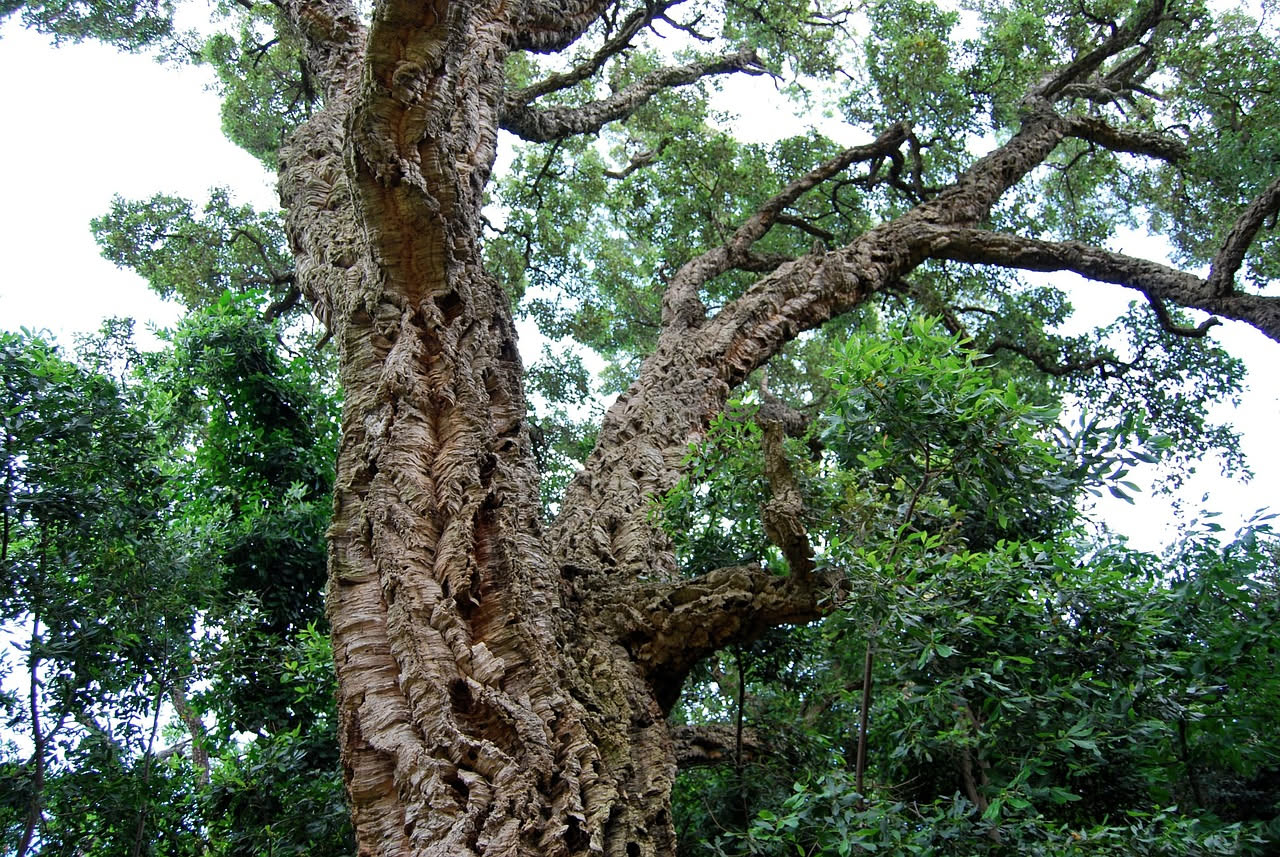 Perché la Sardegna e il sughero