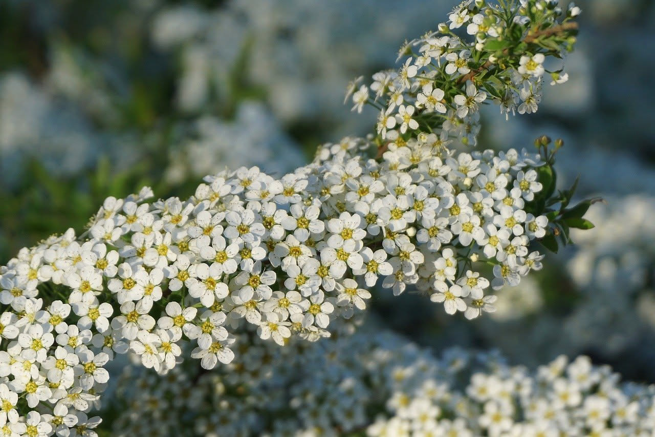 Lobularia maritima: come creare un tappeto bianco profumato sul balcone
