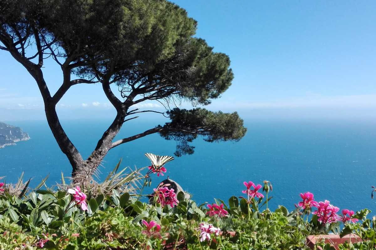 Bordighera diventa il giardino della palma