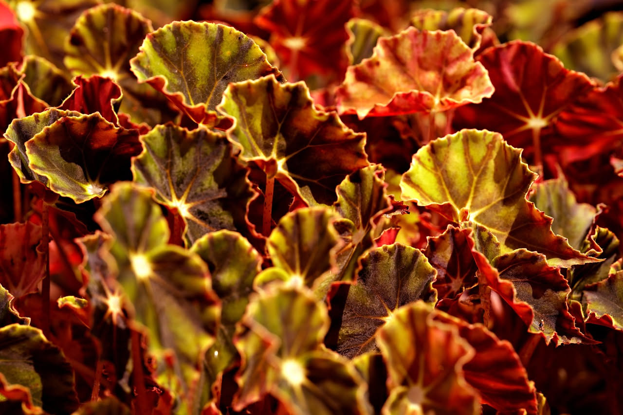 Begonia rex: coltivarla in ambienti senza sole diretto