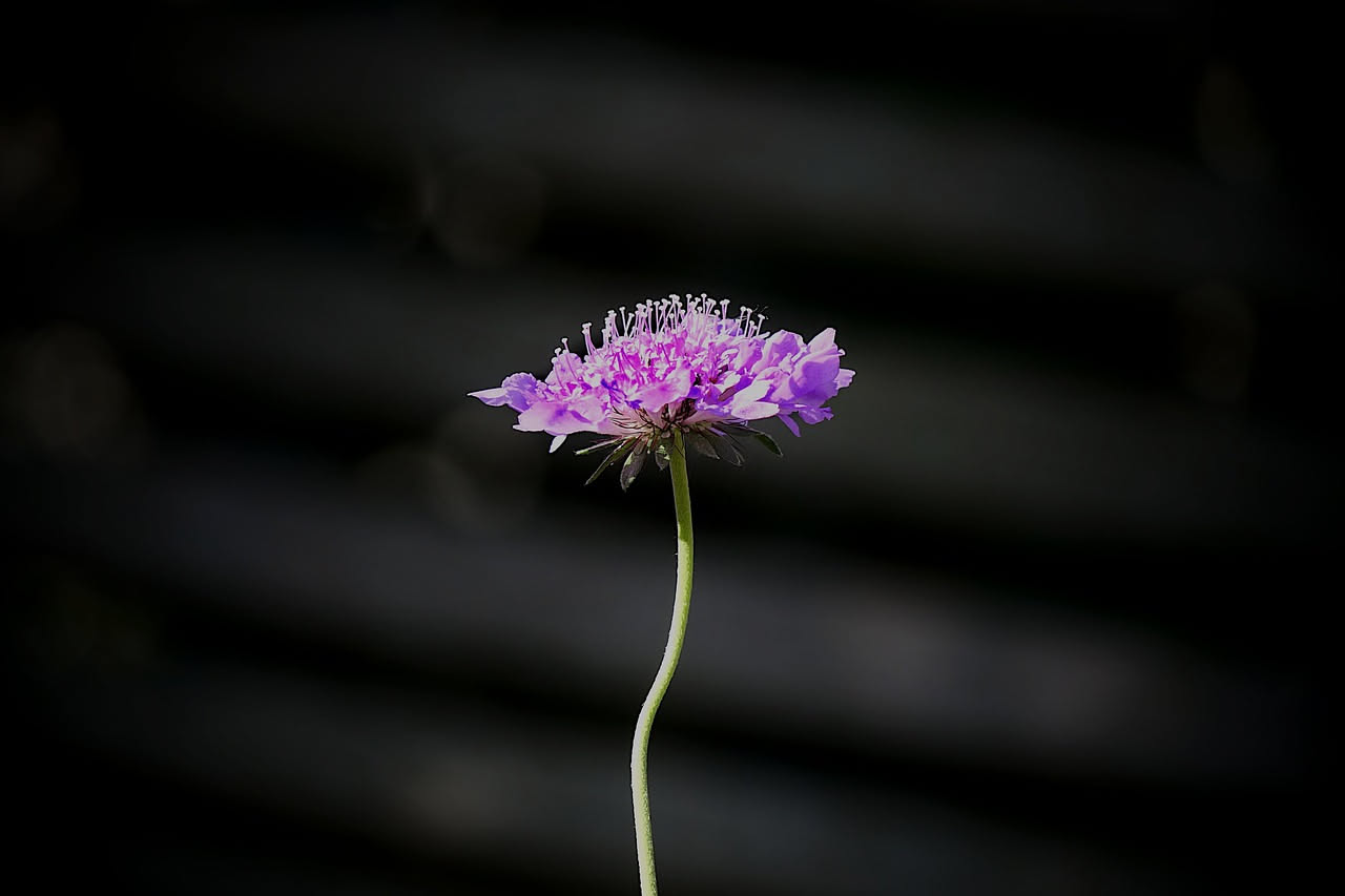 Il fiore discreto come un insegnamento