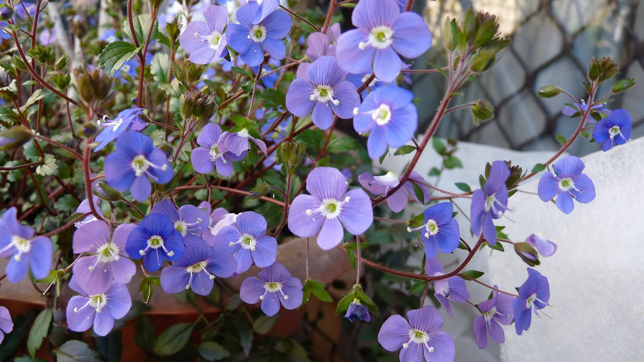 Scaevola aemula: il fiore a ventaglio per balconi piccoli e soleggiati