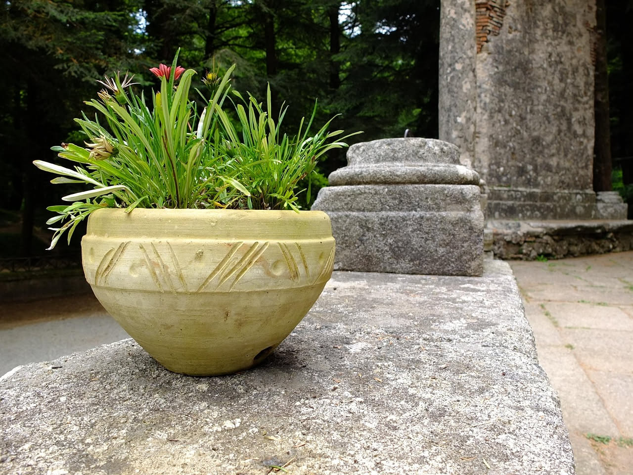 Architettura della pianta e scelta del vaso