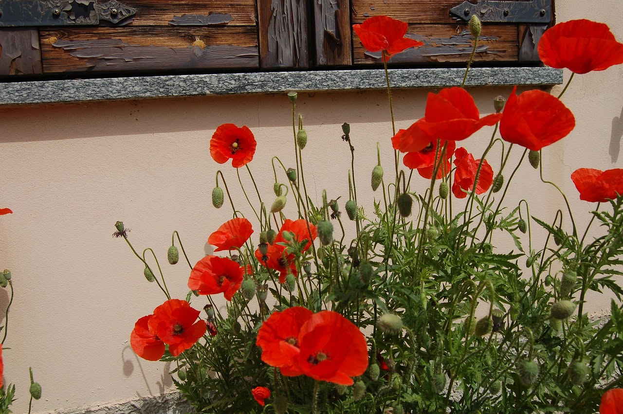 Dall'esotismo al giardino quotidiano