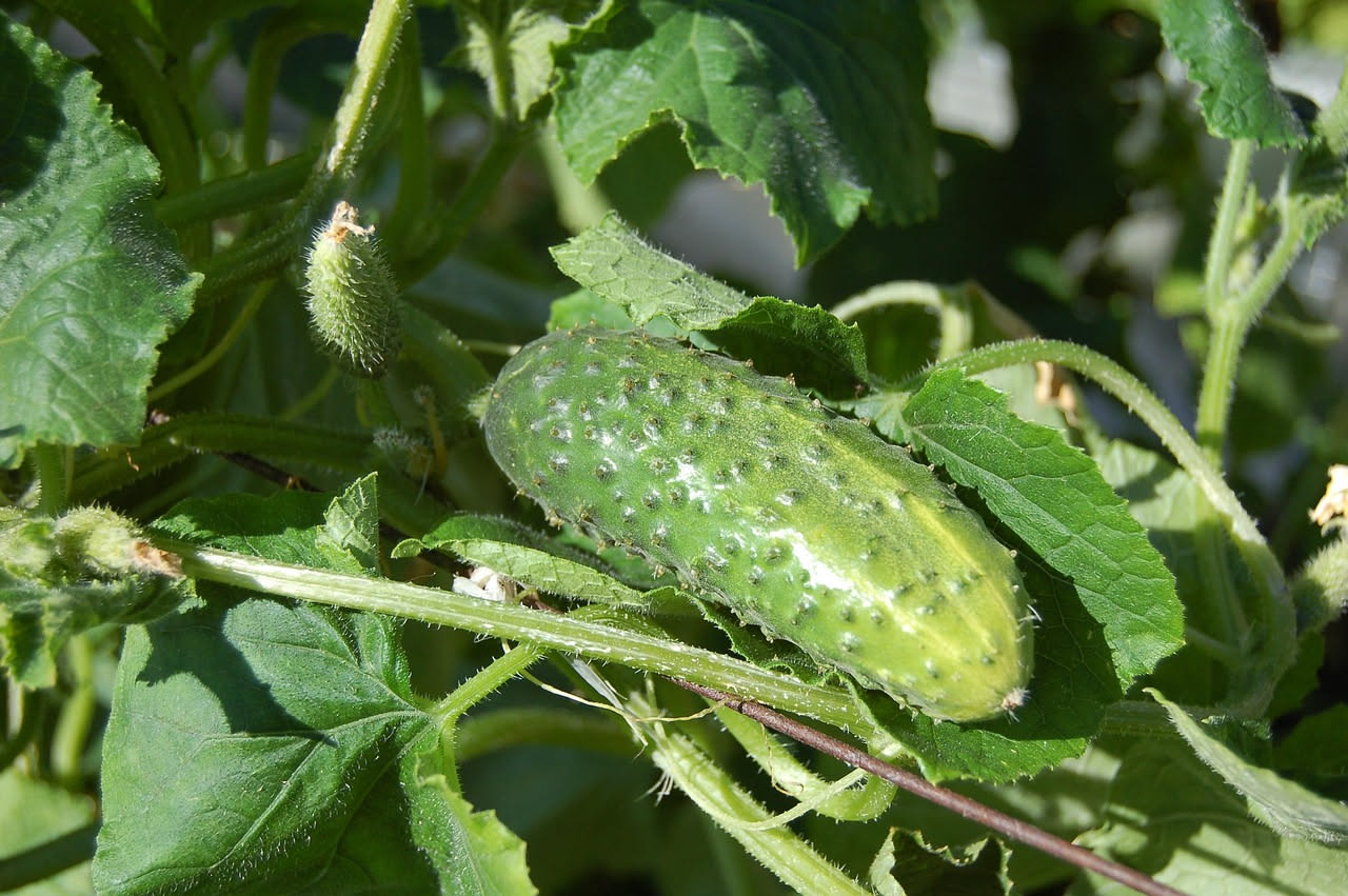 Cetriolini gherkin in vaso: come coltivarli sul terrazzo soleggiato
