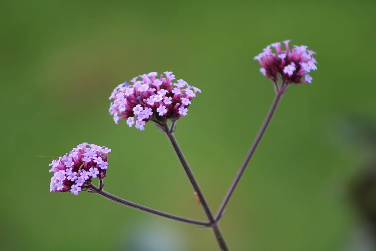 Verbena bonariensis: il fiore leggero che crea profondità sul balcone