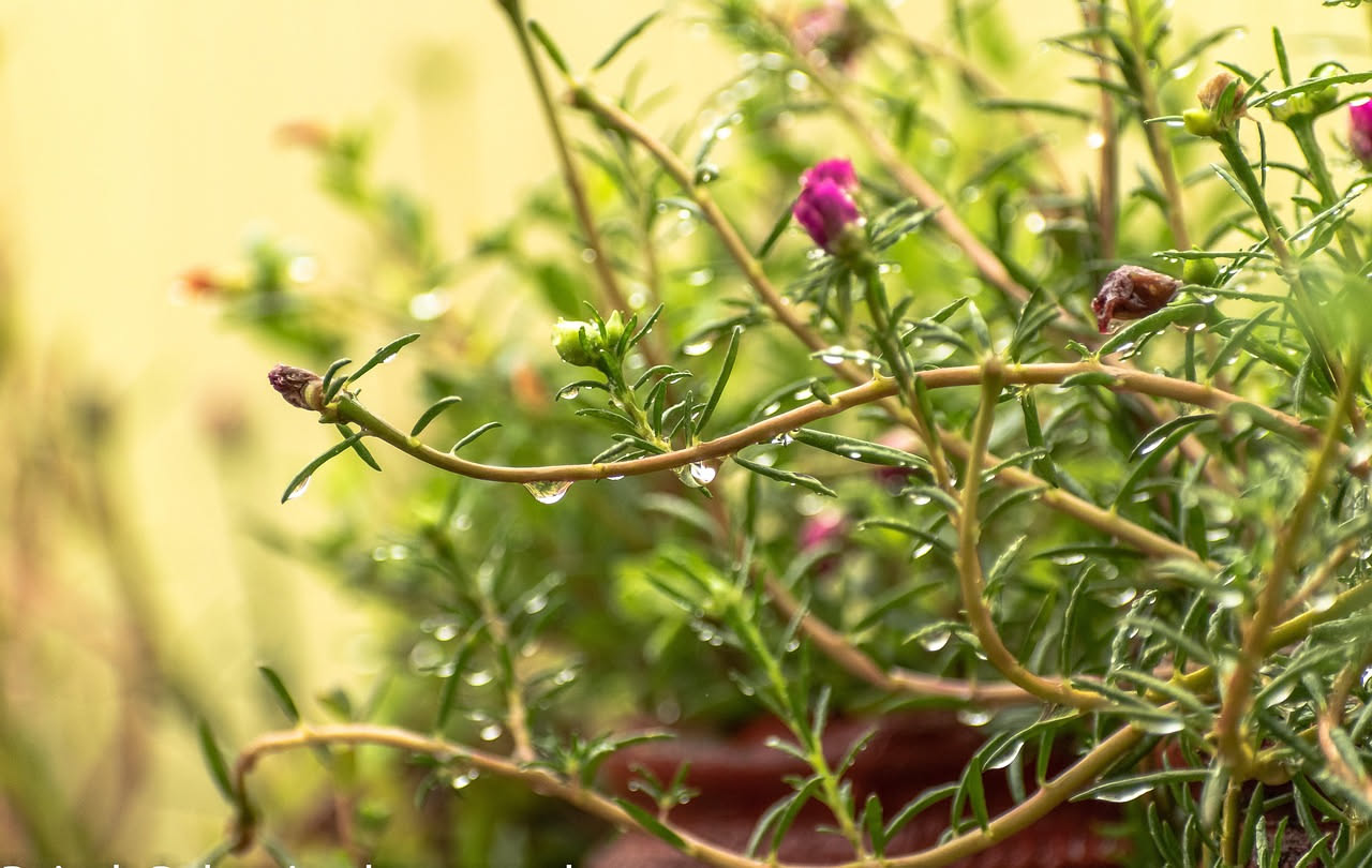 Portulaca e tarassaco in vaso: le erbette spontanee da coltivare e mangiare