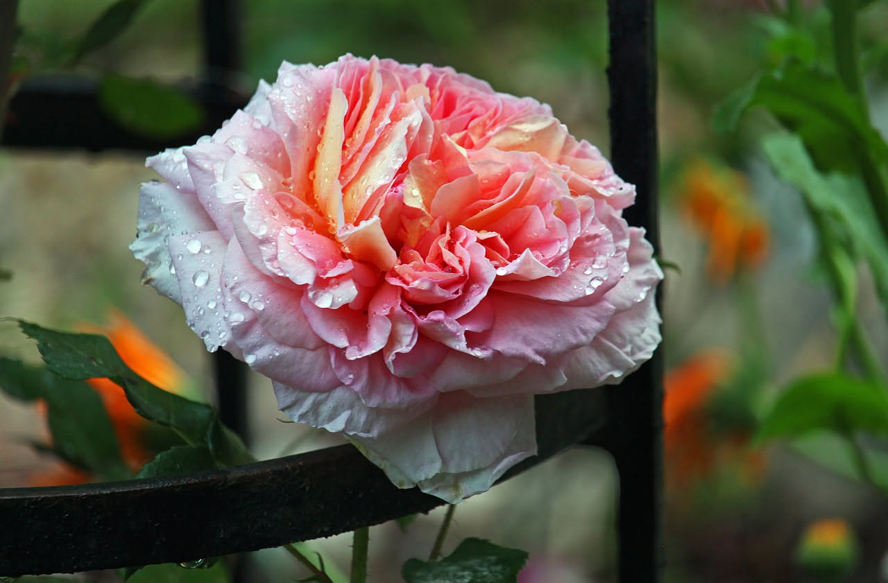 Rose Tea cinesi: come hanno trasformato i giardini europei